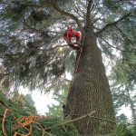 Manutenzione Giardini - potature alti fusti e tree climbing