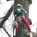 Tree Climbing Milano, Monza e Brianza- Fratelli Bonoldi Giardini