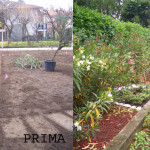 giardino FINITO