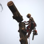 Abbattimento tree climbing